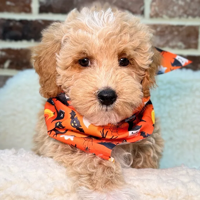 Male Poodle puppy for sale at Shake A Paw Union.