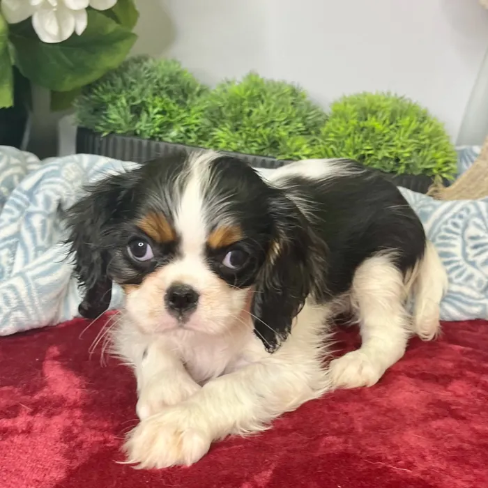 Female Cavalier King Charles Spaniel puppy for sale at Shake A Paw Green Brook.