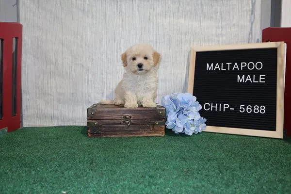 Male Maltipoo puppy for sale at Shake A Paw Union.