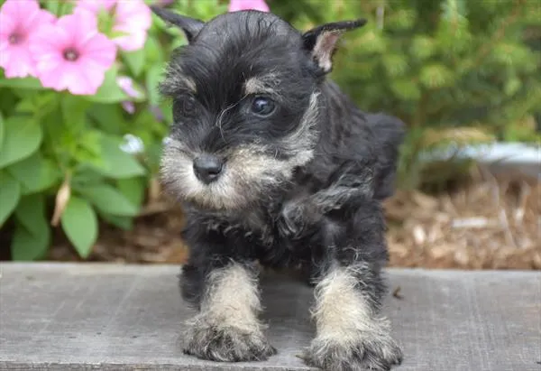 Female Mini Schnauzer puppy for sale at Shake A Paw Union.