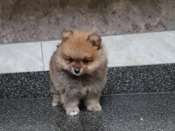 Female Pomeranian puppy for sale at Shake A Paw Green Brook.