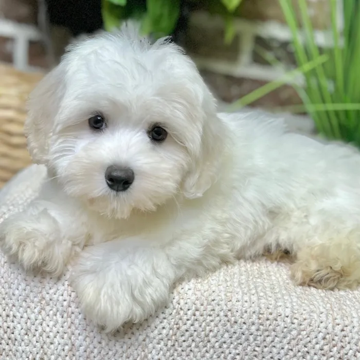 Male Coton De Tulear puppy for sale at Shake A Paw Green Brook.