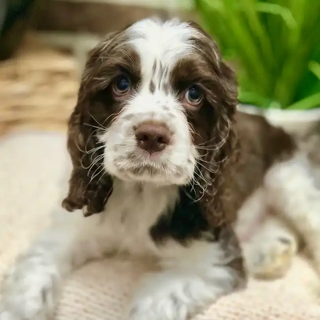 Male Cocker Spaniel puppy for sale at Shake A Paw Green Brook.