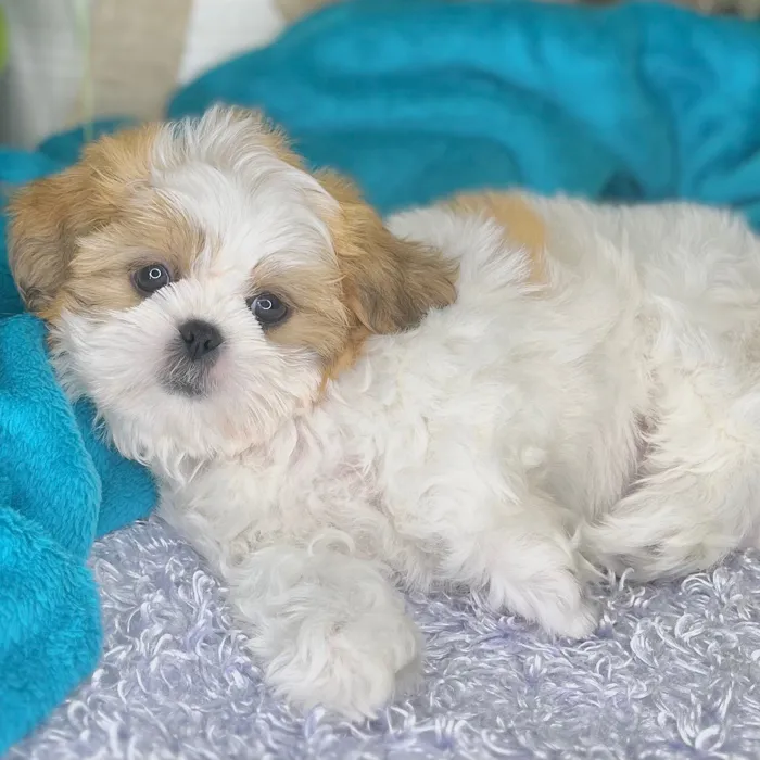 Female Shih Tzu puppy for sale at Shake A Paw Green Brook.