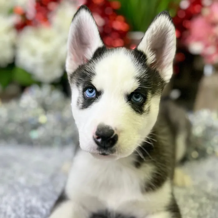 Male Siberian Husky puppy for sale at Shake A Paw Green Brook.