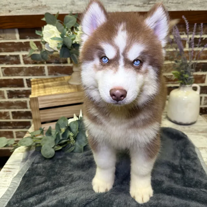 Male Siberian Husky puppy for sale at Shake A Paw Union.
