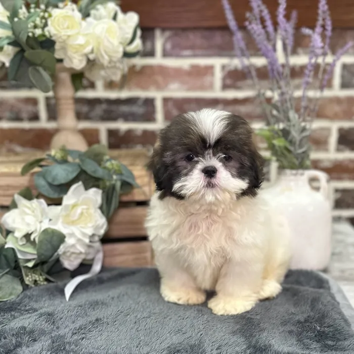 Female Shih Tzu puppy for sale at Shake A Paw Union.