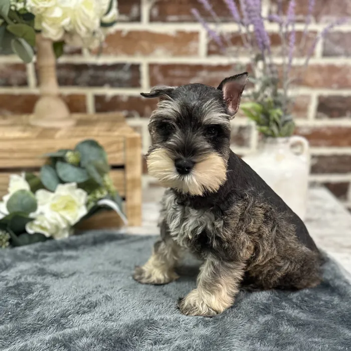 Male Mini Schnauzer puppy for sale at Shake A Paw Union.
