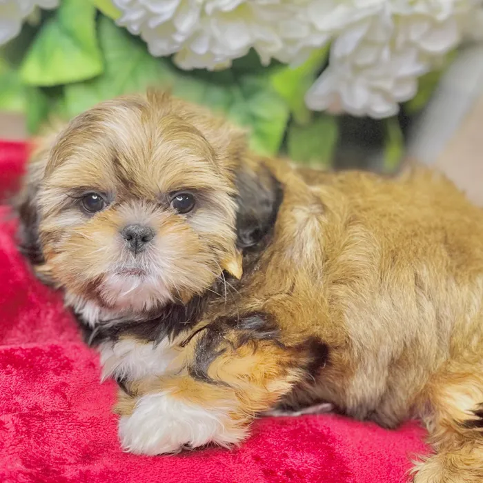 Female Shih Tzu puppy for sale at Shake A Paw Green Brook.
