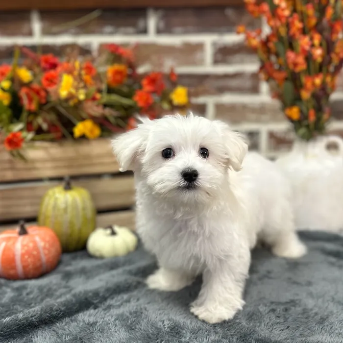 Male Maltese puppy for sale at Shake A Paw Union.