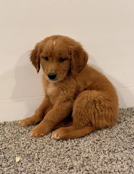 Female Golden Retriever puppy for sale at Shake A Paw Union.