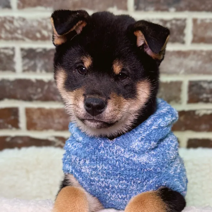 Male Shiba Inu puppy for sale at Shake A Paw Union.
