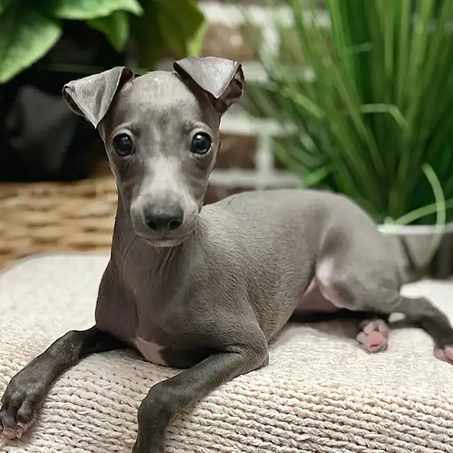 Female Italian Greyhound puppy for sale at Shake A Paw Green Brook.