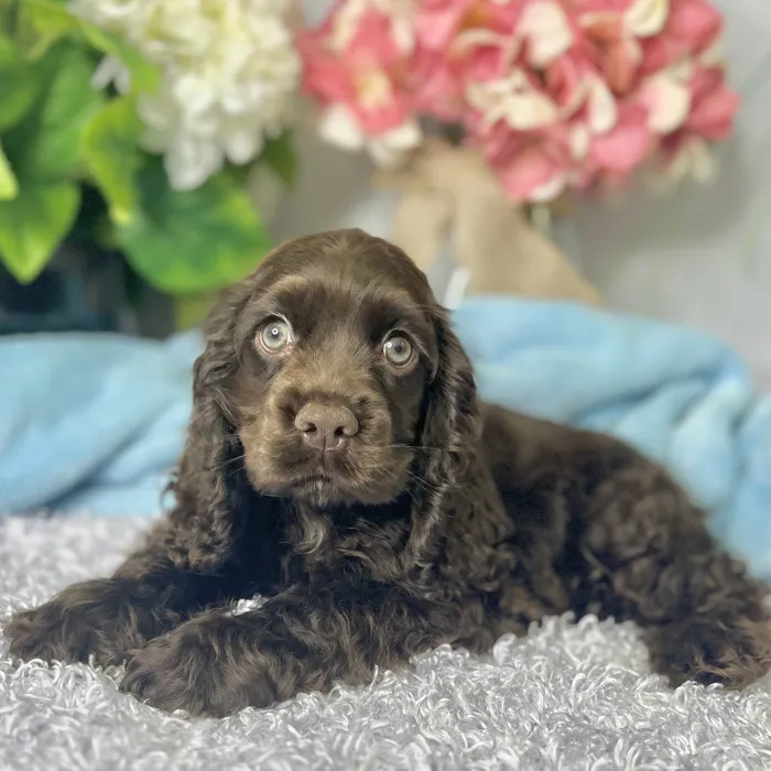 Male Cocker Spaniel puppy for sale at Shake A Paw Green Brook.