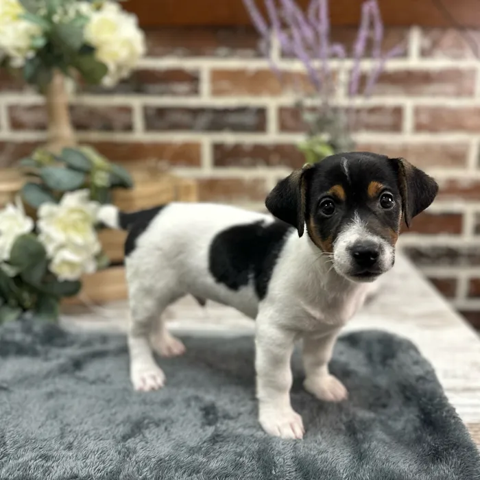 Male Jack Russell Terrier puppy for sale at Shake A Paw Union.