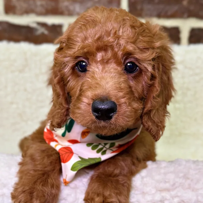 Male Mini Irishdoodle 2Nd Gen puppy for sale at Shake A Paw Union.