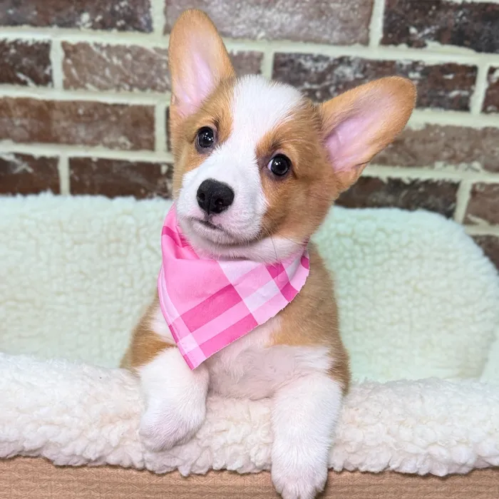 Female Pembroke Welsh Corgi puppy for sale at Shake A Paw Union.