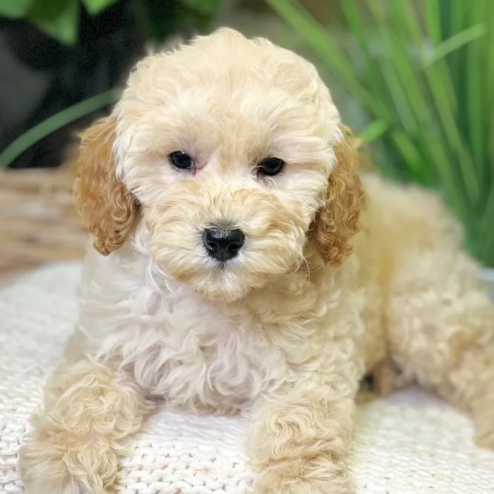Female Mini Goldendoodle 2Nd Gen puppy for sale at Shake A Paw Green Brook.