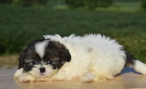 Female Shih Tzu puppy for sale at Shake A Paw Union.