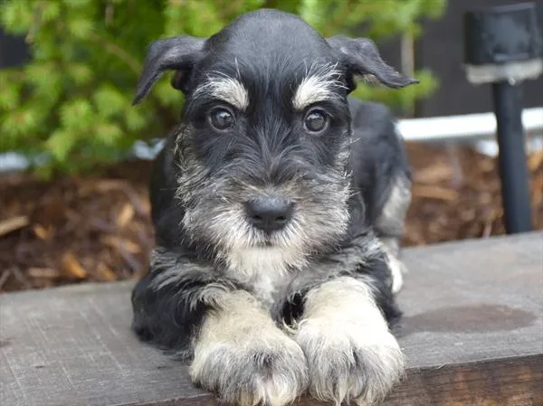 Male Mini Schnauzer puppy for sale at Shake A Paw Union.