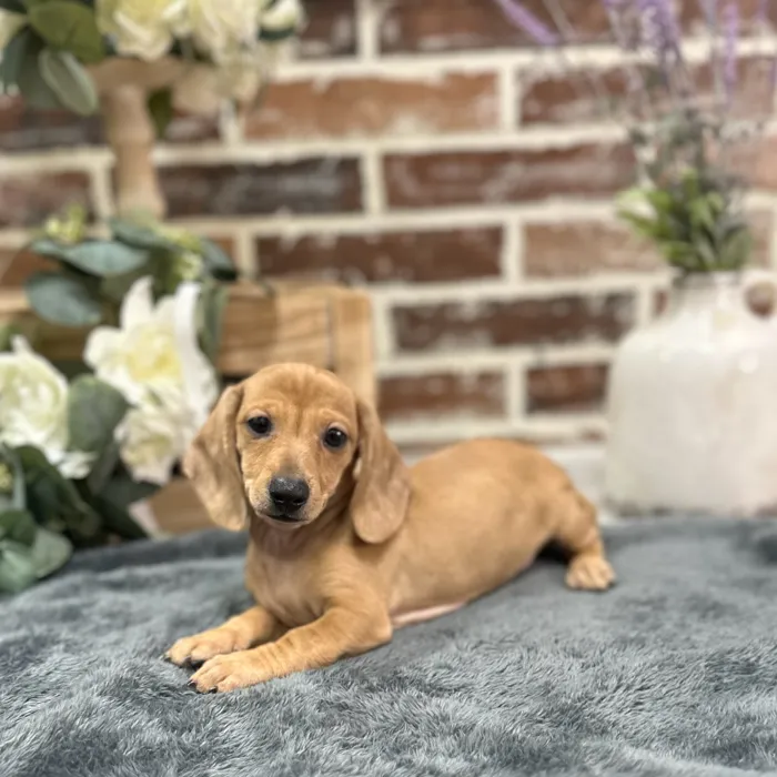 Female Dachshund puppy for sale at Shake A Paw Union.