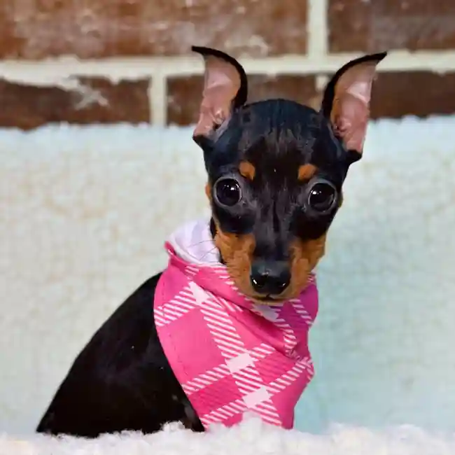 Female Miniature Pinscher puppy for sale at Shake A Paw Union.