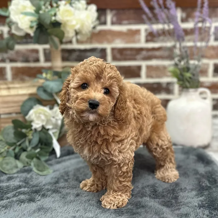 Female Cockapoo 2Nd Gen puppy for sale at Shake A Paw Union.