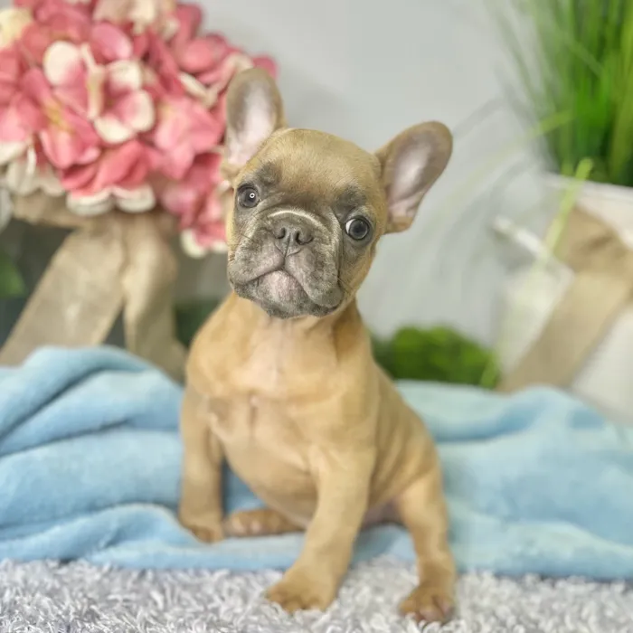 Male French Bulldog puppy for sale at Shake A Paw Green Brook.