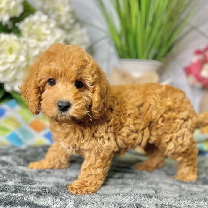 Female Mini Labradoodle 2Nd Gen puppy for sale at Shake A Paw Green Brook.