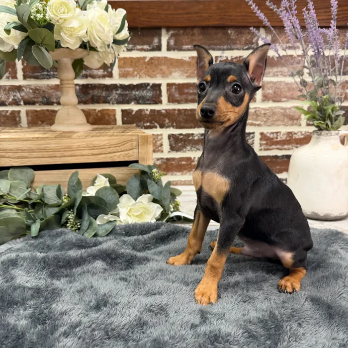Male Miniature Pinscher puppy for sale at Shake A Paw Union.