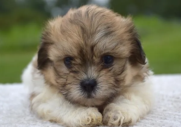 Female Shih Tzu / Bichon puppy for sale at Shake A Paw Union.