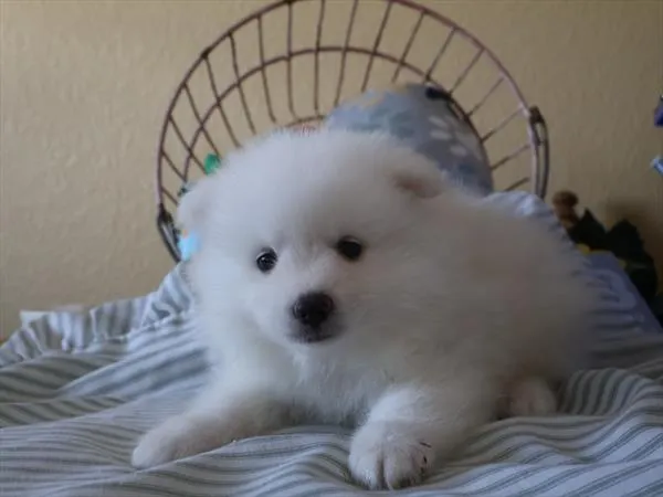 Male American Eskimo puppy for sale at Shake A Paw Union.