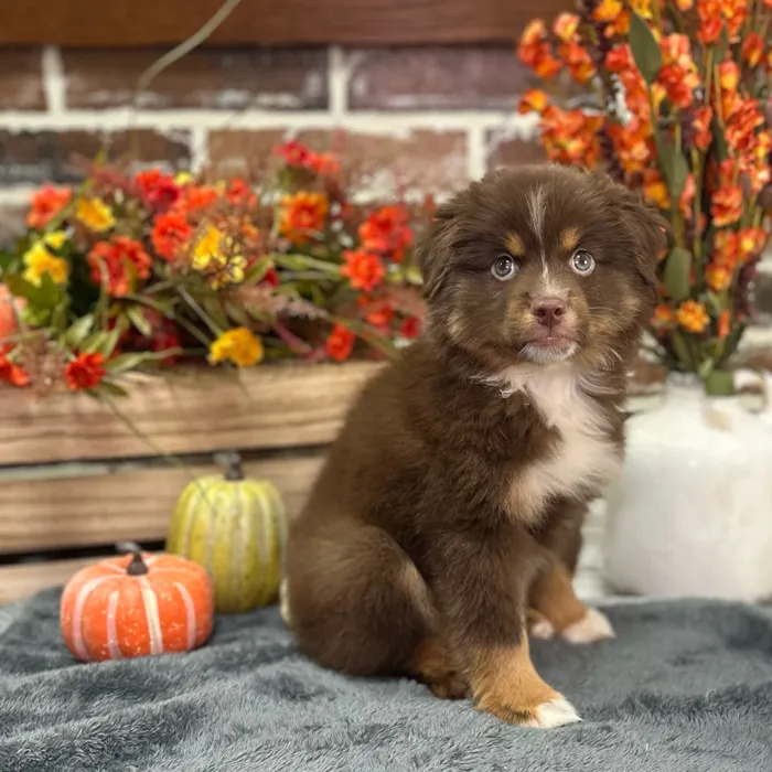 Male Mini Australian Shepherd puppy for sale at Shake A Paw Union.