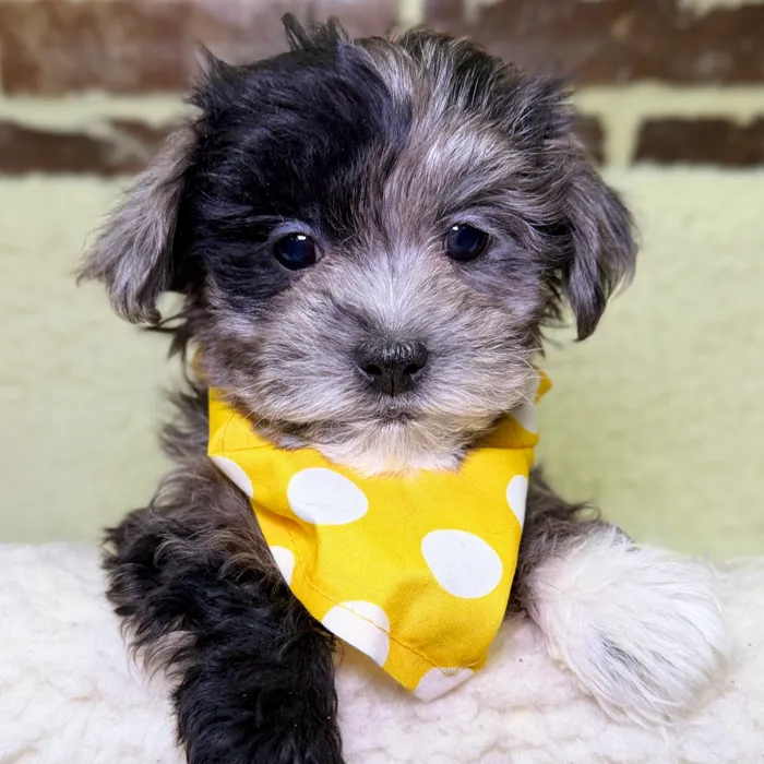 Male Shih Tzu / Poodle puppy for sale at Shake A Paw Union.