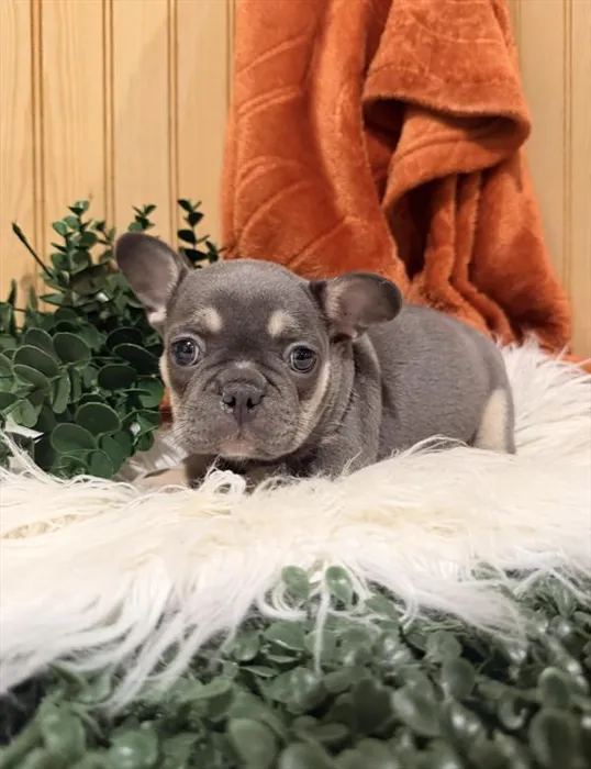 Female French Bulldog puppy for sale at Shake A Paw Union.