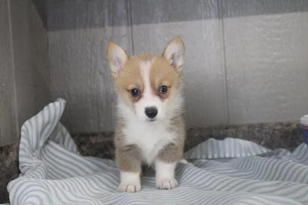 Female Pembroke Welsh Corgi puppy for sale at Shake A Paw Union.