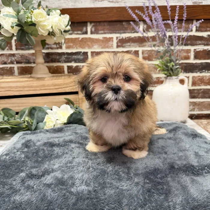 Male Lhasa Apso puppy for sale at Shake A Paw Union.