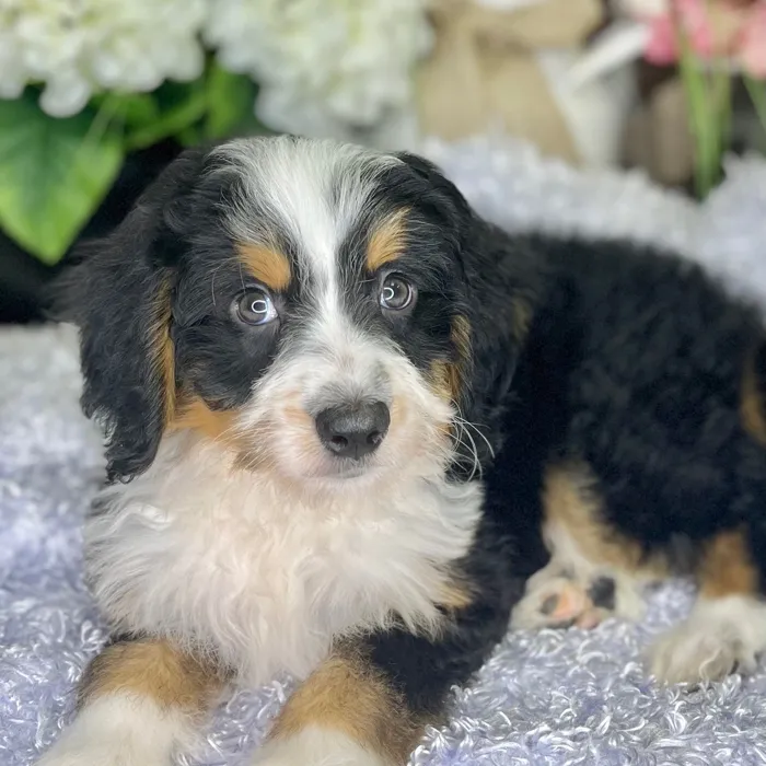 Male Mini Bernedoodle puppy for sale at Shake A Paw Green Brook.