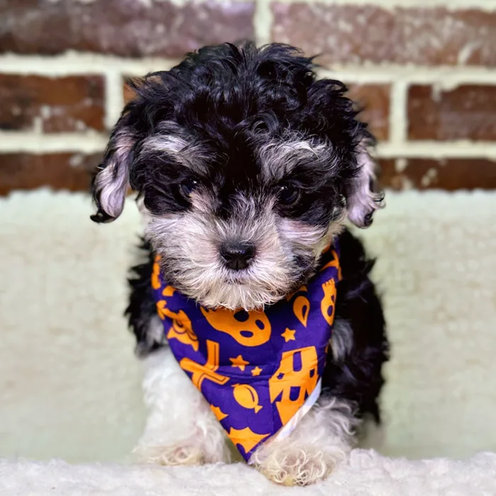 Female Maltipoo puppy for sale at Shake A Paw Union.