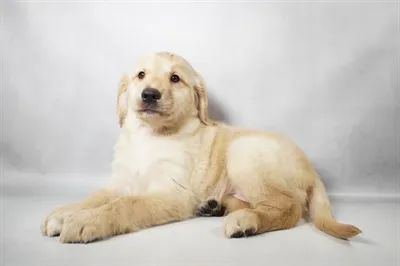 Female Golden Retriever puppy for sale at Shake A Paw Green Brook.