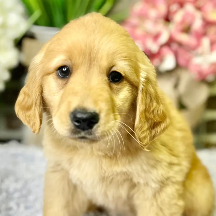 Female Golden Retriever puppy for sale at Shake A Paw Green Brook.