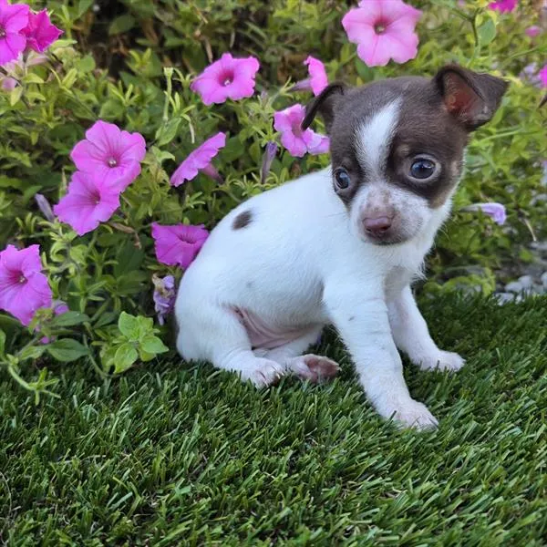Female Chihuahua puppy for sale at Shake A Paw Green Brook.
