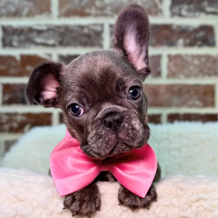 Female French Bulldog puppy for sale at Shake A Paw Union.