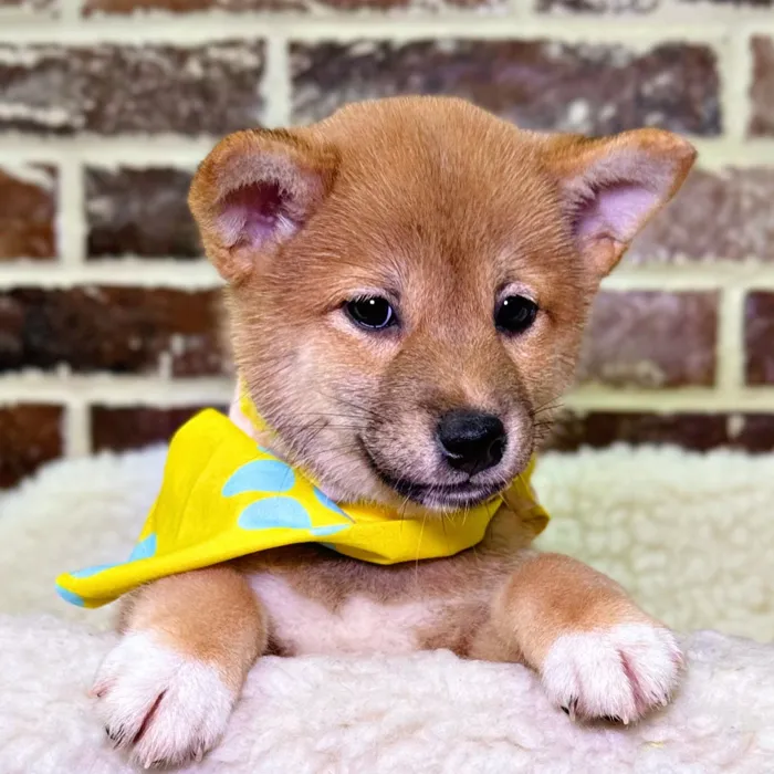 Female Shiba Inu puppy for sale at Shake A Paw Union.