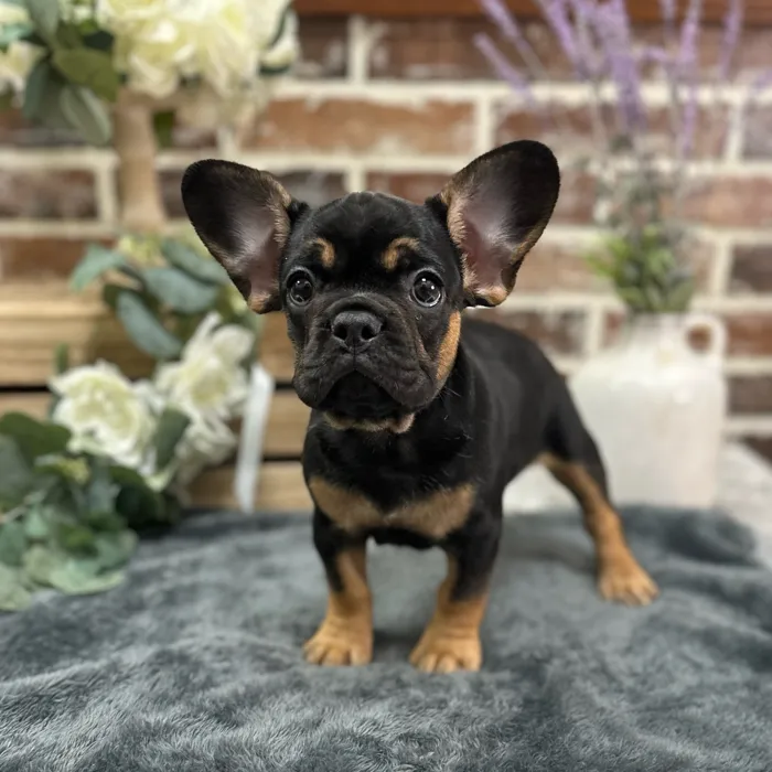 Female French Bulldog puppy for sale at Shake A Paw Union.