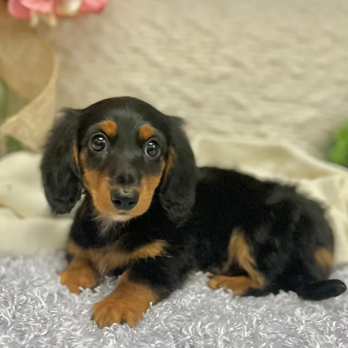 Female Dachshund puppy for sale at Shake A Paw Green Brook.