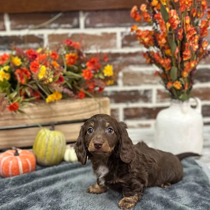 Female Dachshund puppy for sale at Shake A Paw Union.