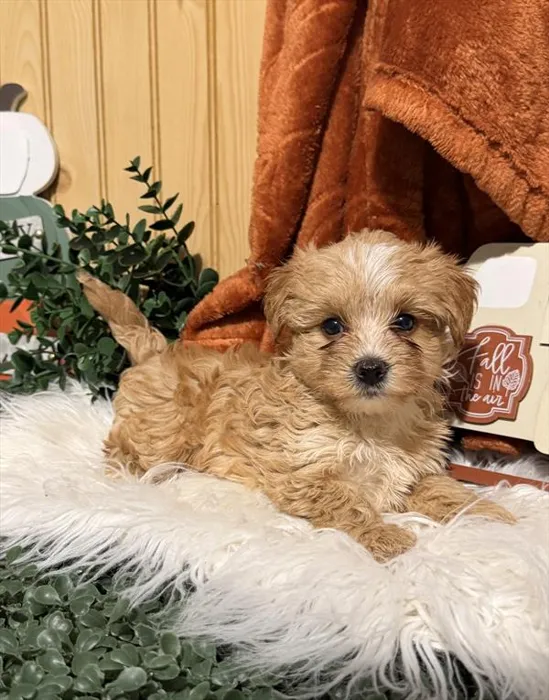 Male Maltese / Yorkie puppy for sale at Shake A Paw Union.