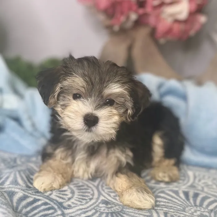 Male Maltese / Yorkie puppy for sale at Shake A Paw Green Brook.