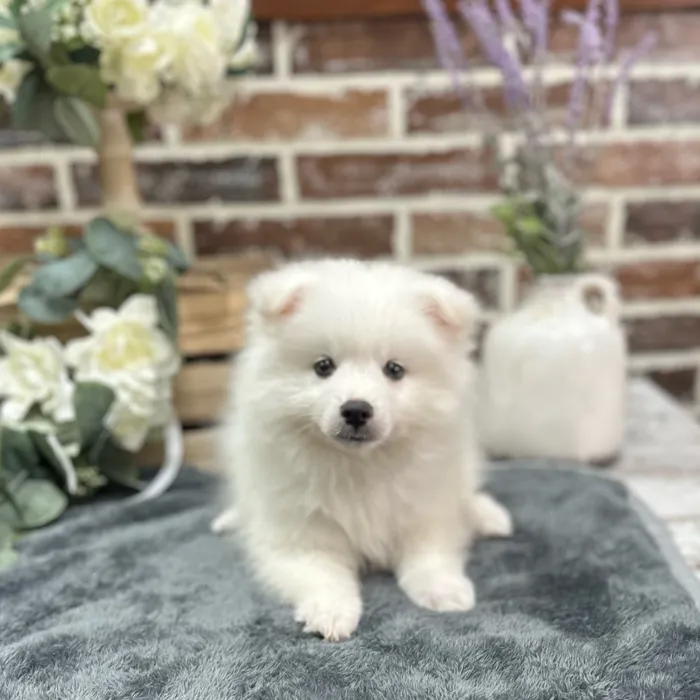 Male American Eskimo puppy for sale at Shake A Paw Union.